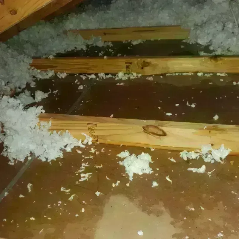 Attic Water Damage in Athens, GA